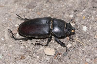 <i>Lucanus cervus</i>