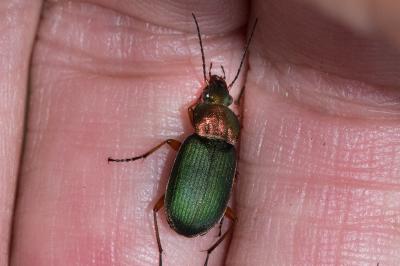 <i>Chlaenius nigricornis</i>