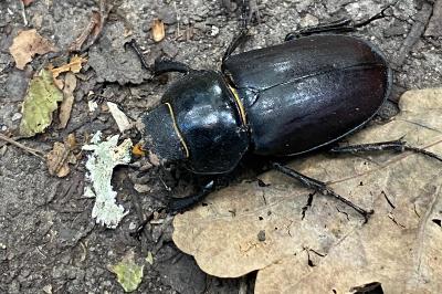 <i>Lucanus cervus</i>