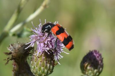 <i>Trichodes apiarius</i>