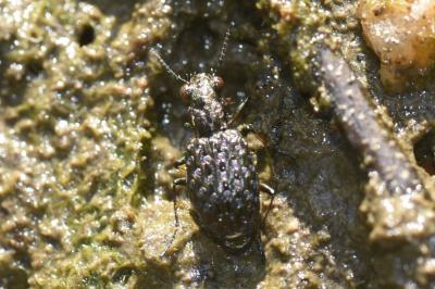 <i>Elaphrus cupreus</i>