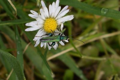 <i>Oedemera nobilis</i>