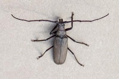 <i>Aegosoma scabricorne</i>