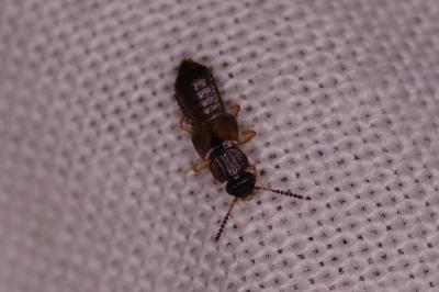 <i>Anotylus</i>