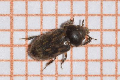 <i>Heterocerus fenestratus</i>