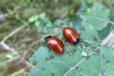<i>Chrysomela populi</i>