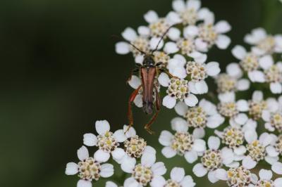<i>Stenopterus rufus</i>