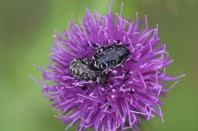 <i>Oxythyrea funesta</i>