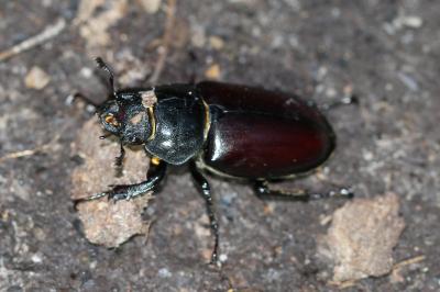 <i>Lucanus cervus</i>