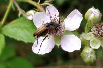 <i>Stictoleptura fulva</i>