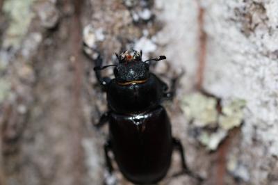 <i>Lucanus cervus</i>