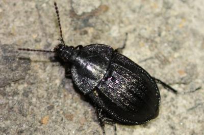 <i>Phosphuga atrata</i>