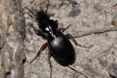 <i>Pterostichus madidus</i>