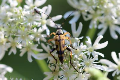 <i>Rutpela maculata</i>