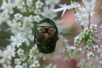 <i>Cetonia aurata</i>