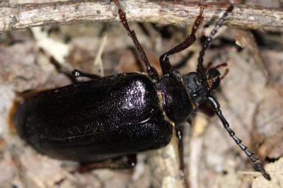 <i>Prionus coriarius</i>