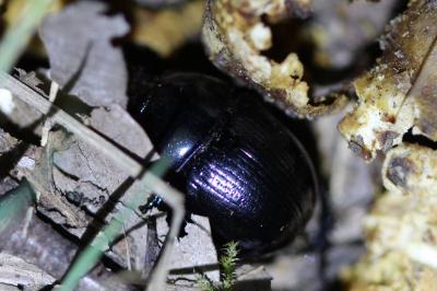 <i>Anoplotrupes stercorosus</i>