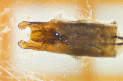 <i>Helochares lividus</i>
