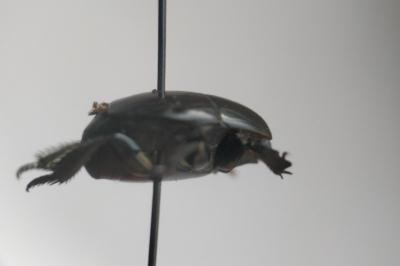 <i>Hister quadrimaculatus</i>