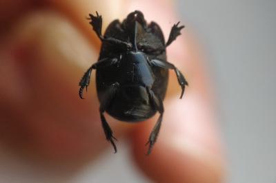 <i>Hister quadrimaculatus</i>