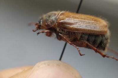 <i>Amphimallon solstitiale</i>