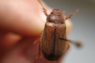 <i>Amphimallon majale</i>