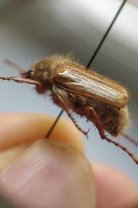 <i>Amphimallon solstitiale</i>