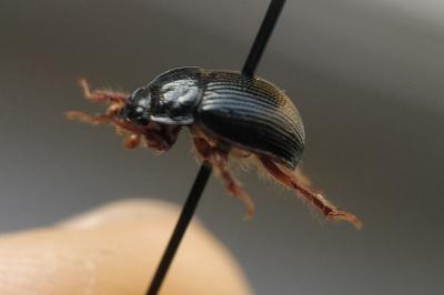 <i>Odonteus armiger</i>