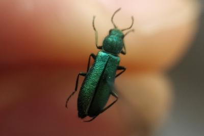 <i>Psilothrix viridicoerulea</i>