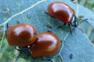 <i>Chrysomela populi</i>