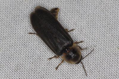 <i>Lampyris</i>