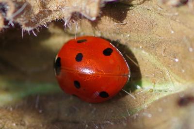 <i>Coccinella septempunctata</i>