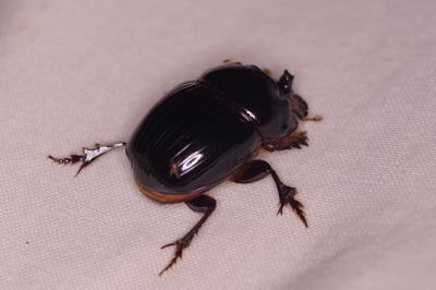 <i>Copris lunaris</i>