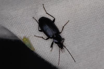 <i>Agonum</i>