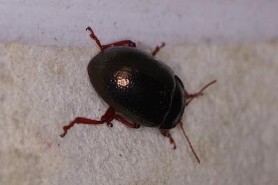 <i>Chrysolina bankii</i>