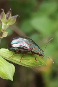 <i>Chrysolina americana</i>