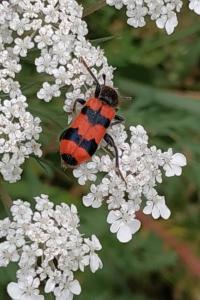 <i>Trichodes apiarius</i>