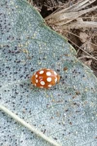 <i>Vibidia duodecimguttata</i>
