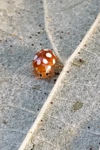 <i>Vibidia duodecimguttata</i>