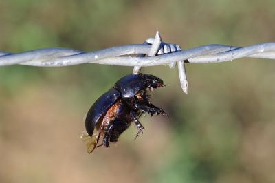 <i>Geotrupes spiniger</i>