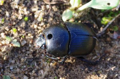 <i>Geotrupes spiniger</i>