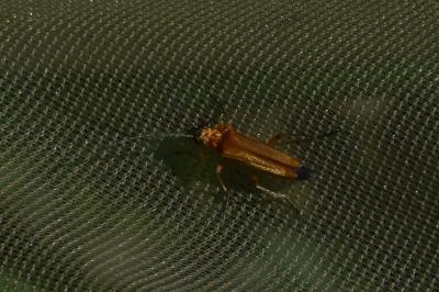 <i>Oedemera podagrariae</i>