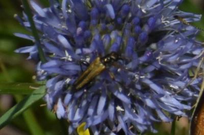 <i>Oedemera podagrariae</i>