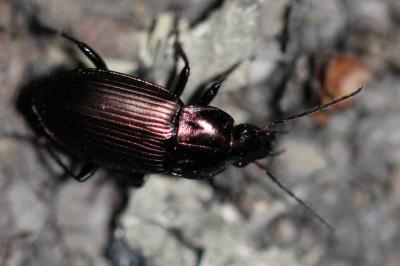 <i>Poecilus cupreus</i>