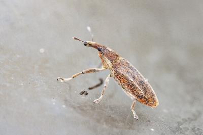 <i>Lixus</i>