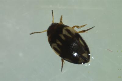 <i>Hydroglyphus geminus</i>