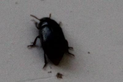 <i>Alphitobius diaperinus</i>