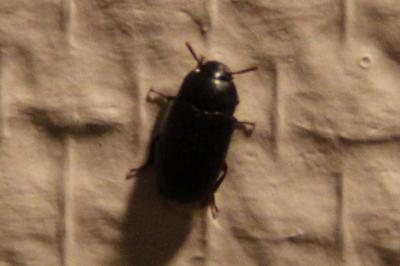 <i>Alphitobius diaperinus</i>