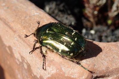 <i>Cetonia aurata</i>