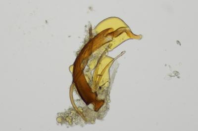 <i>Ochthebius minimus</i>